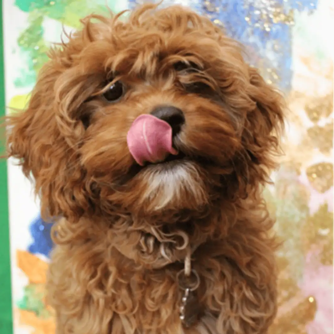Caroline Therapy Dog Stoke Newington Monkey Puzzle Dog playing at Monkey Puzzle Day Nursery Stoke Newington with colorful background, engaging in pet-themed activities for early childhood development.